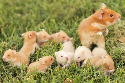 siberian hamster lifespan|can syrian hamsters live together.